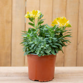Alstroemerias