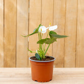 Anthurium