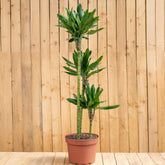 Dracaena Steudneri Trio