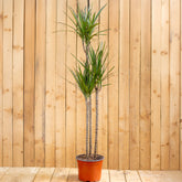 Dracaena Marginata Trio