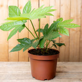 Aralia Japonica