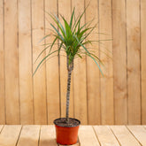 Dracaena Marginata