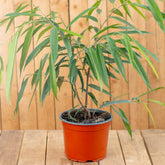 Ficus Alli