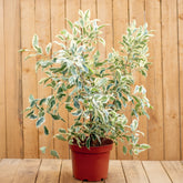 Ficus Macrocarpa