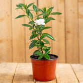 Gardenia