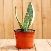 Sansevieria Superba
