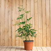 Schefflera