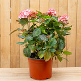 Hortensia Miss Saori