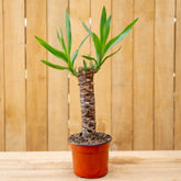 Yucca