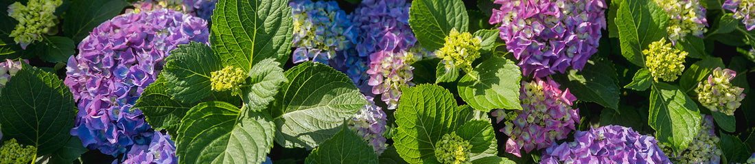 Plantas de Exterior