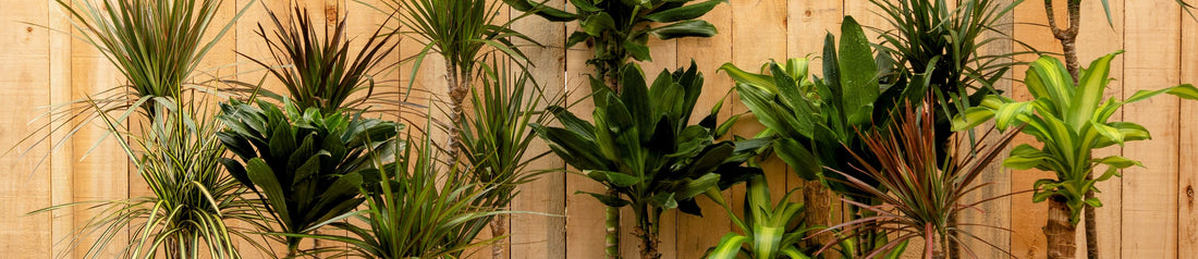 Plantas Tropicales
