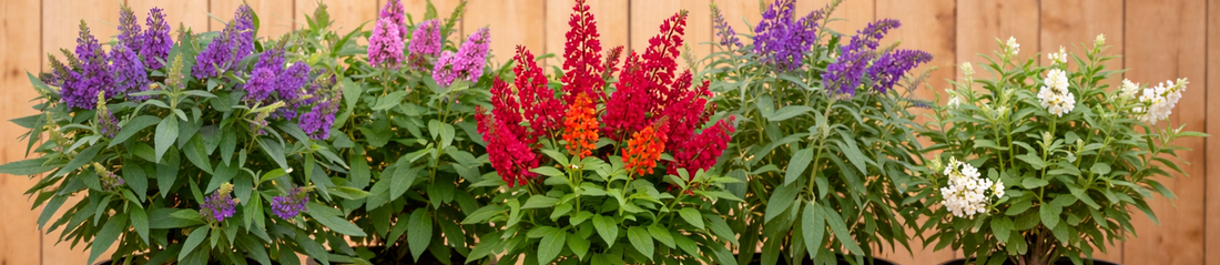 Buddlejas Wings Collection