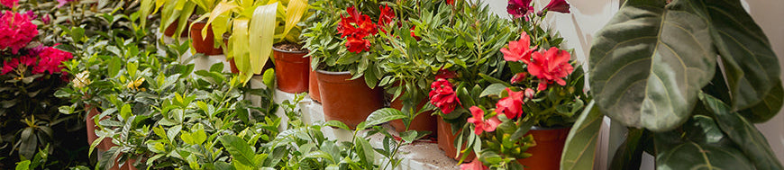 Plantas de interior
