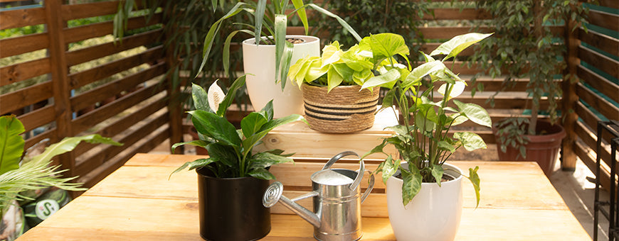 Kits de Plantas