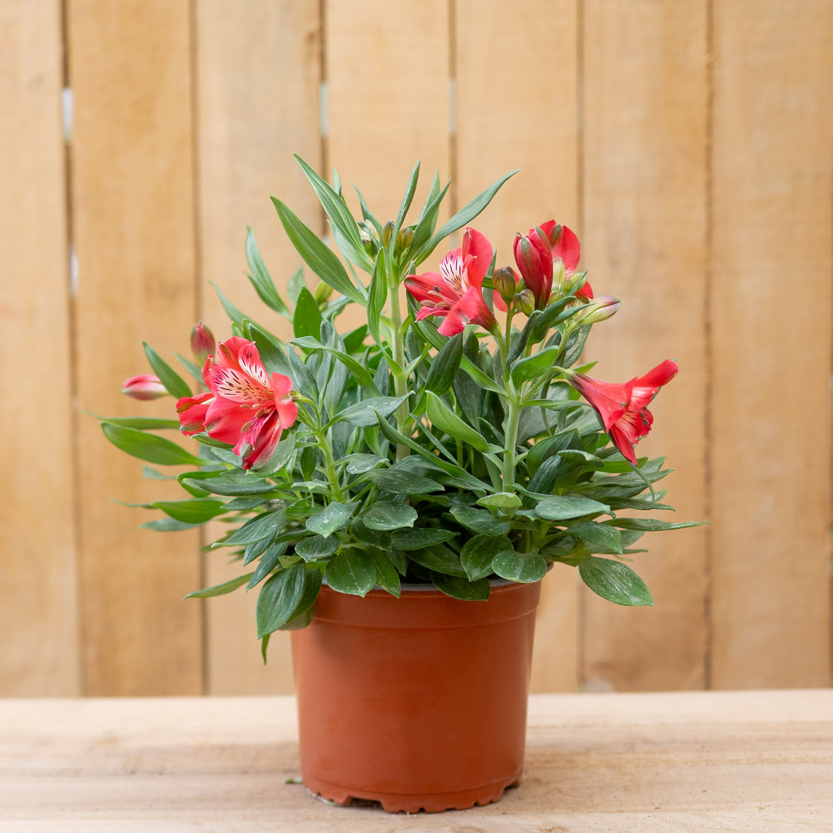 Alstroemerias