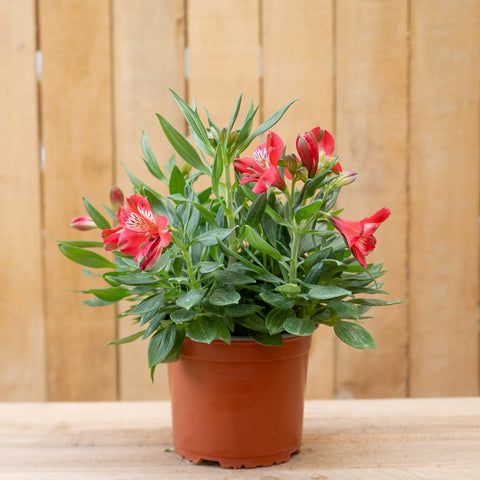Alstroemerias