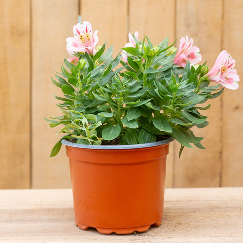 Alstroemerias