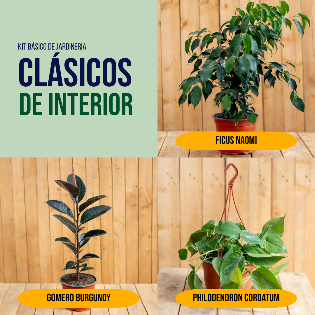Kit Clásicos de Interior