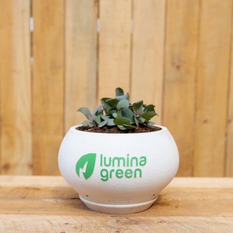 AURA - Lumina Green