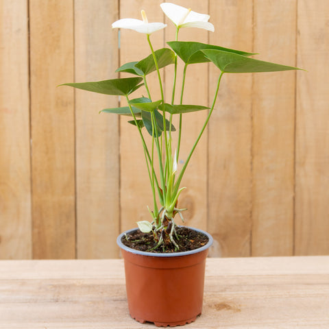 Anthurium