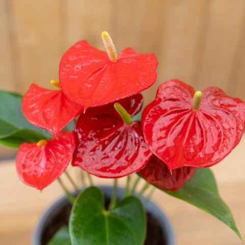 Anthurium
