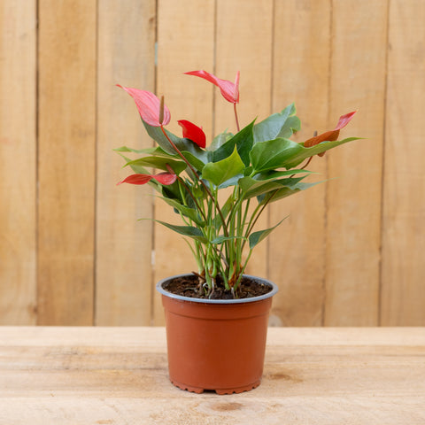 Anthurium