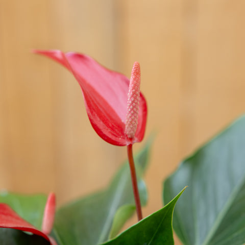 Anthurium