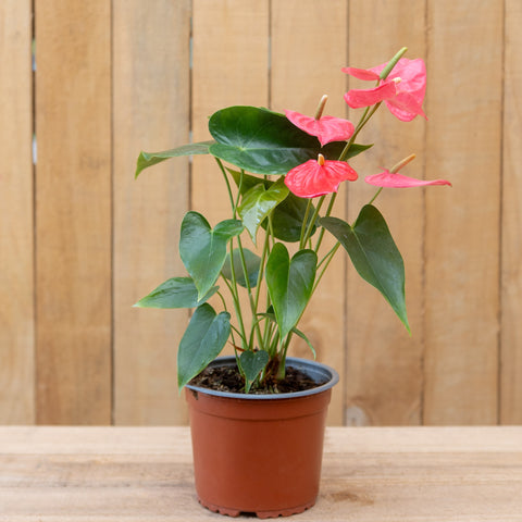 Anthurium