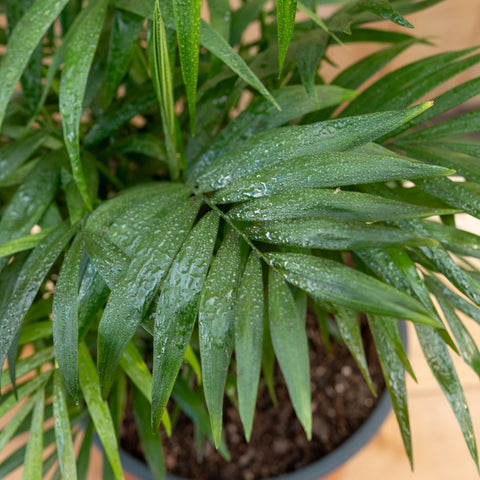 Chamadorea Elegans
