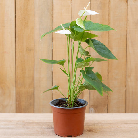 Anthurium