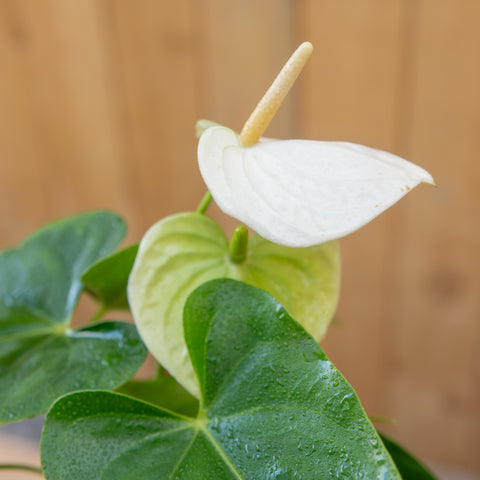 Anthurium
