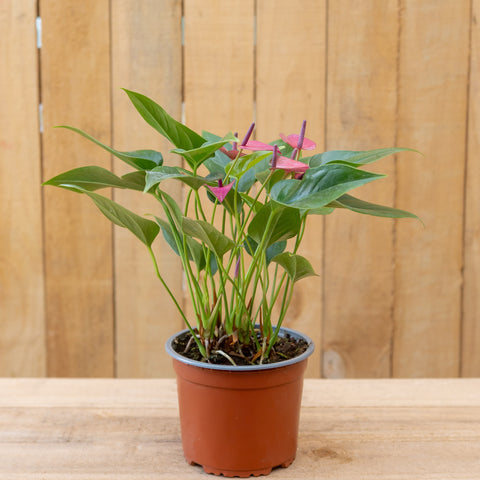 Anthurium