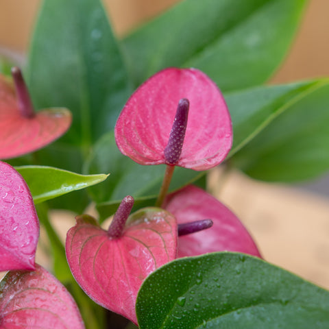 Anthurium