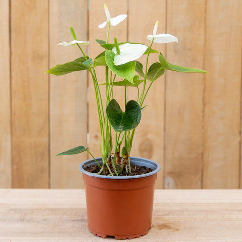 Anthurium