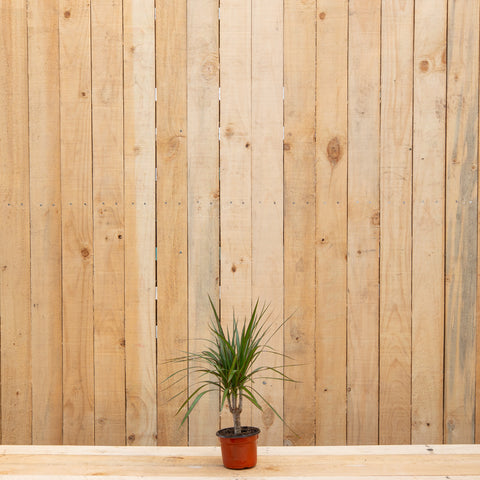 Dracaena Marginata