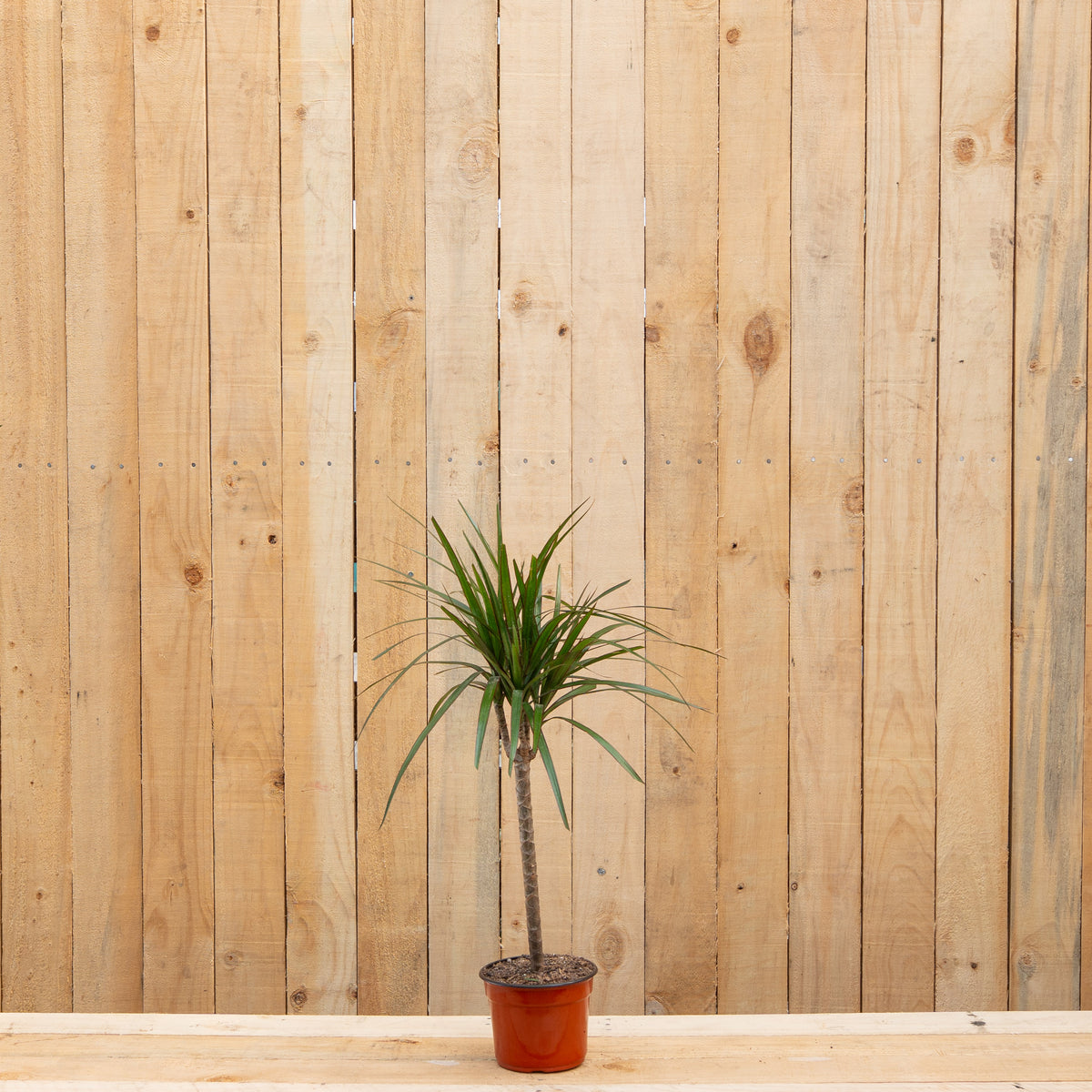 Dracaena Marginata