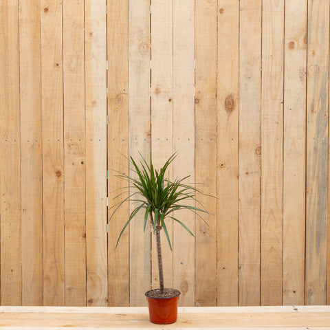 Dracaena Marginata