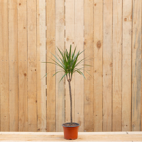 Dracaena Marginata