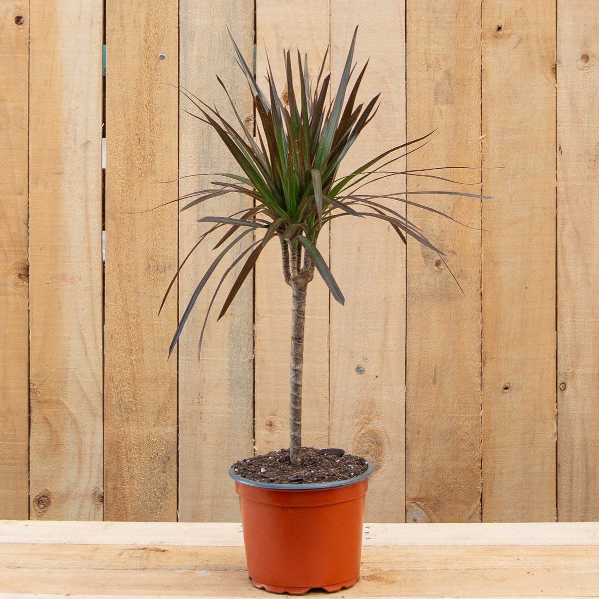 Dracaena Marginata Magenta