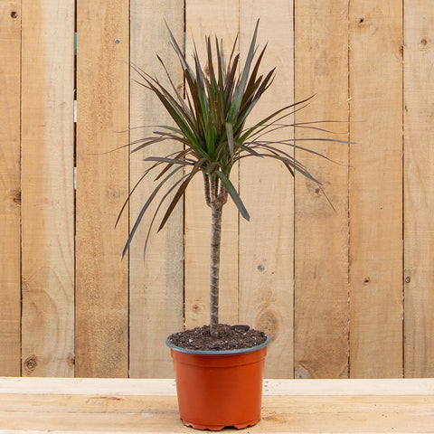 Dracaena Marginata Magenta