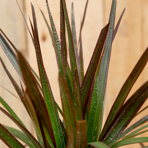 Dracaena Marginata Magenta