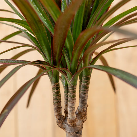 Kit Tropical de Interior