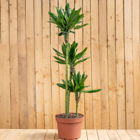 Dracaena Steudneri Trio