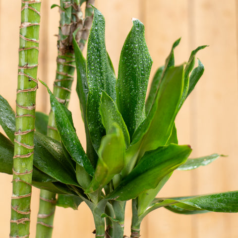 Dracaena Steudneri Trio