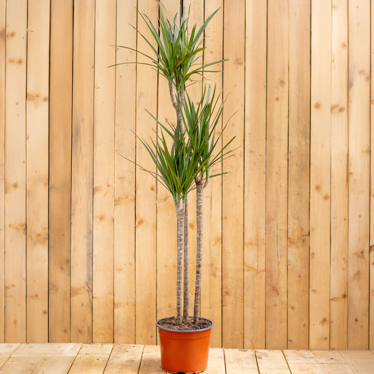 Dracaena Marginata Trio