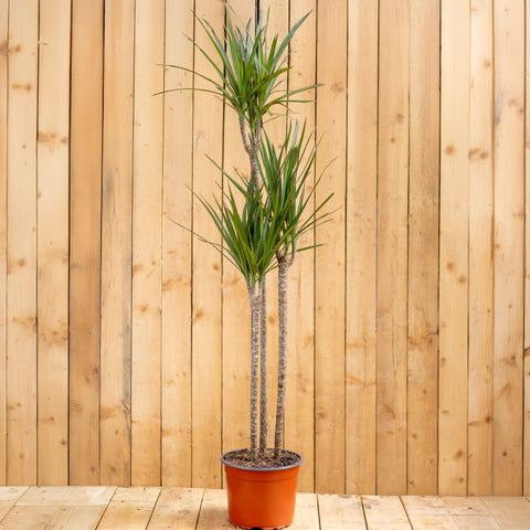 Dracaena Marginata Trio