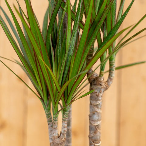 Dracaena Marginata Trio