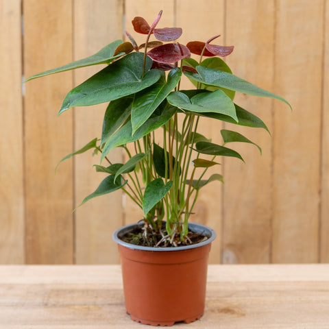 Anthurium