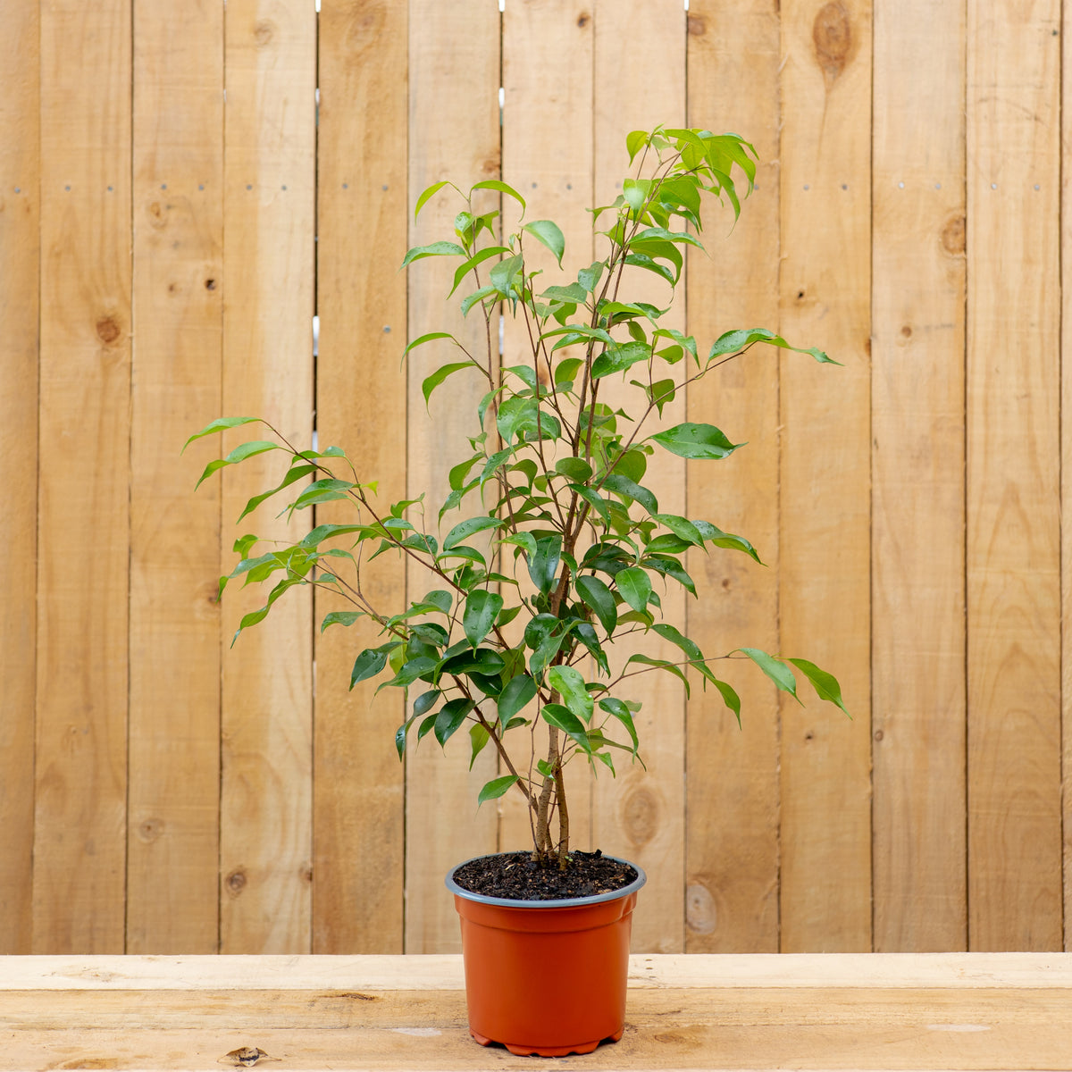 Ficus Benjamina