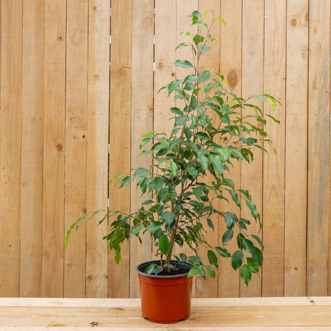 Ficus Benjamina